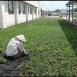 cỏ lá gừng, kỹ thuật trồng cỏ lá gừng, dịch vụ trồng cỏ lá gừng Bình Dương, trồng cỏ lá gừng TP.HCM, chăm sóc cỏ lá gừng, chọn giống cỏ lá gừng