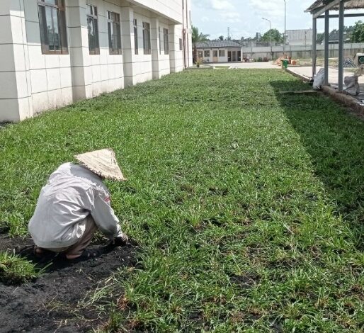 Trồng Cỏ Lá Gừng – Cách Chọn Giống & Kỹ Thuật Trồng Hiệu Quả