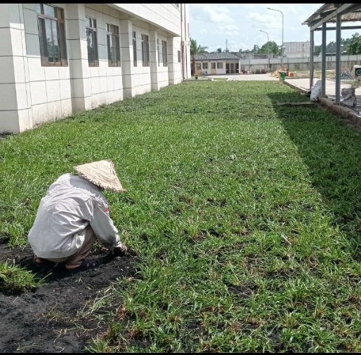 Trồng Cỏ Lá Gừng – Cách Chọn Giống & Kỹ Thuật Trồng Hiệu Quả