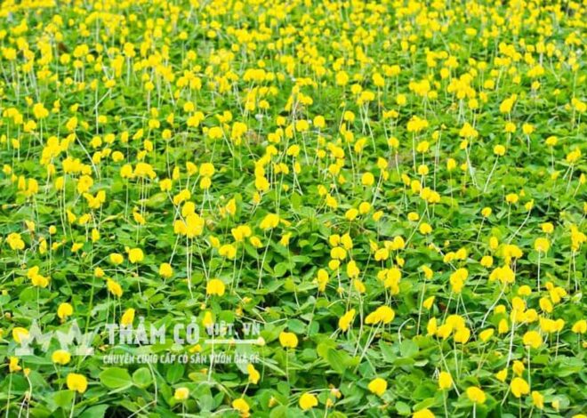 5 Sai Lầm Khi Chăm Sóc Cỏ Đậu Khiến Cỏ Dễ Vàng Úa, Chết Loang – Cách Khắc Phục Hiệu Quả