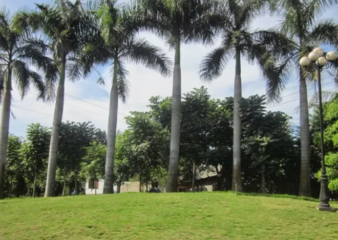 Các loại cây phù hợp trồng ven đường chịu gió – chịu nắng tốt.